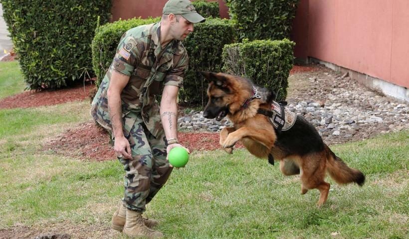 cainii-destepti-amintesc-nume-jucarii-doi-ani-18915611