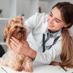 cabinet-veterinar-sector-4