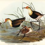 picturi-pe-numere-cu-pasari